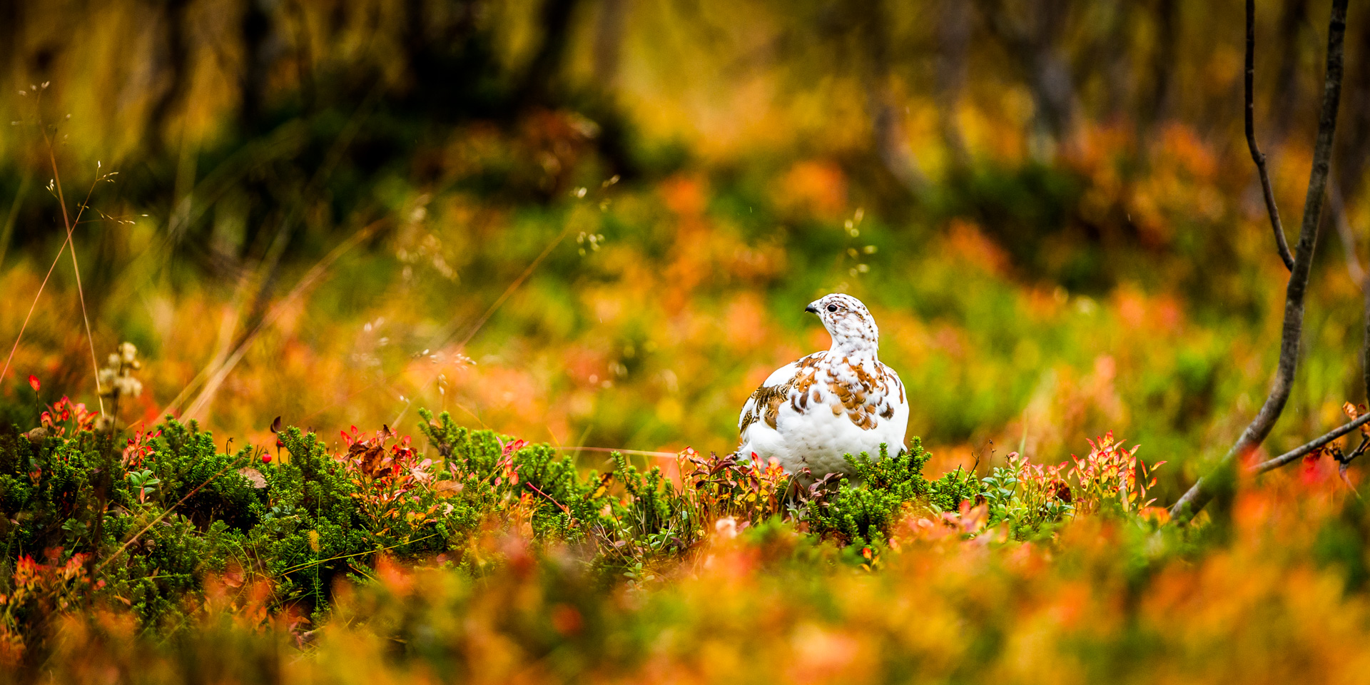 Sjøbu suite med sauna - Bilde 9